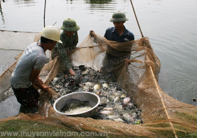 An Giang: Phát triển nuôi cá rô phi trong lồng vèo