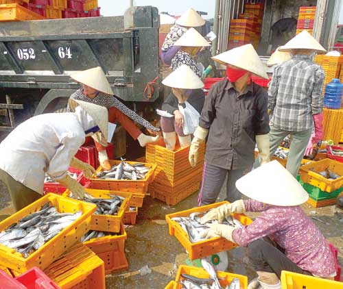 Thanh Hóa: Giá trị sản xuất thủy sản tháng 1 bằng 108,8% so với cùng kỳ 2014