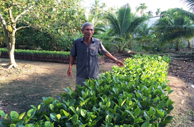 Mít giống hạt lép đắt hàng
