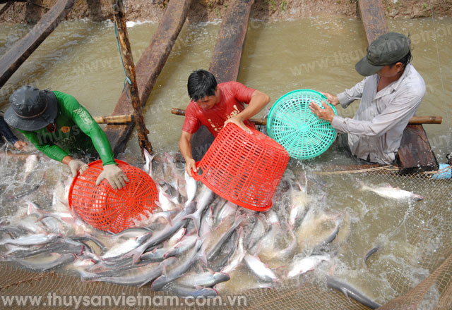 Sản lượng cá tra tháng 1 tăng