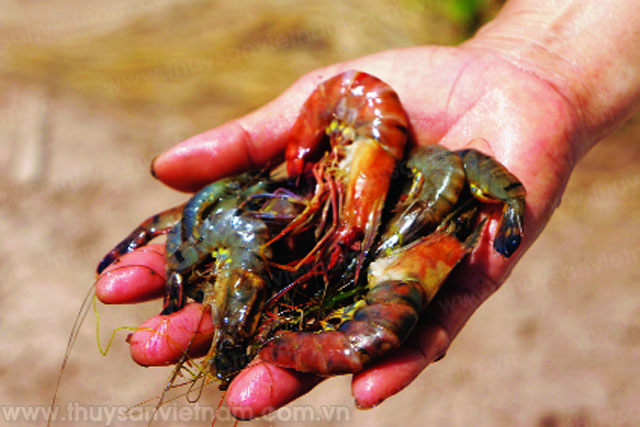 Tôm gặp khó, đành “treo ao”