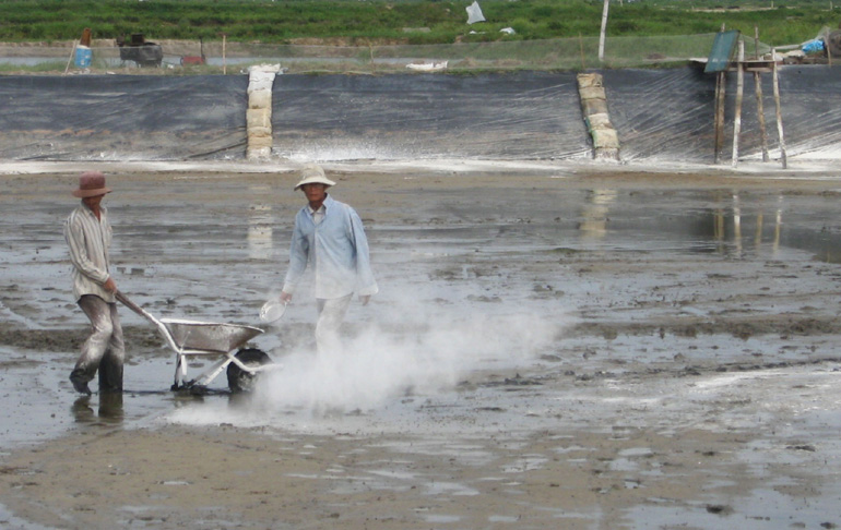 Vụ nuôi tôm năm 2015 ở hạ lưu sông Bàn Thạch (huyện Đông Hòa, tỉnh Phú Yên): Tăng cường quản lý nhằm hạn chế dịch bệnh