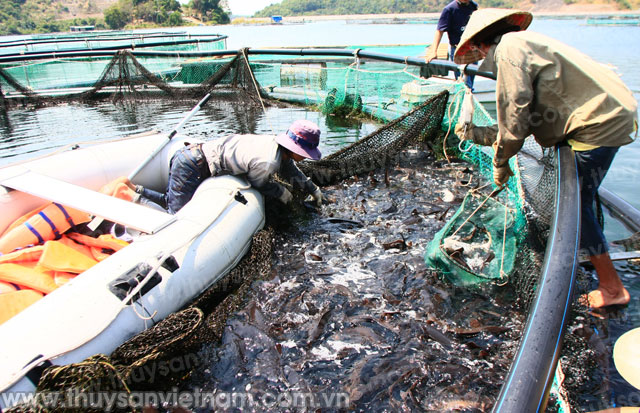 Lâm Đồng: Nghề nuôi cá nước lạnh đang yếu dần