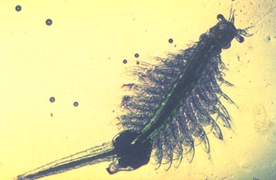 Trung Quốc: Đảo Hải Nam sản xuất ấu trùng nauplii