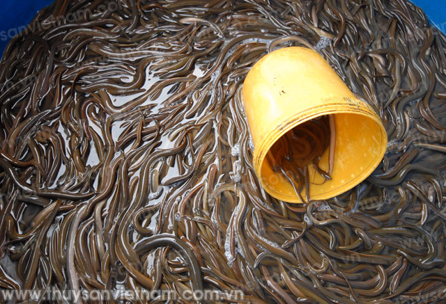 Cẩm Khê (Phú Thọ): Thành công với mô hình nuôi lươn không bùn