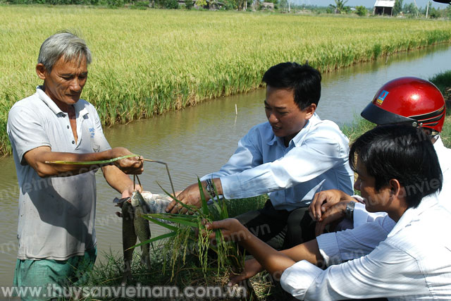 Vĩnh Long: Nhân rộng mô hình nuôi cá trong ruộng lúa