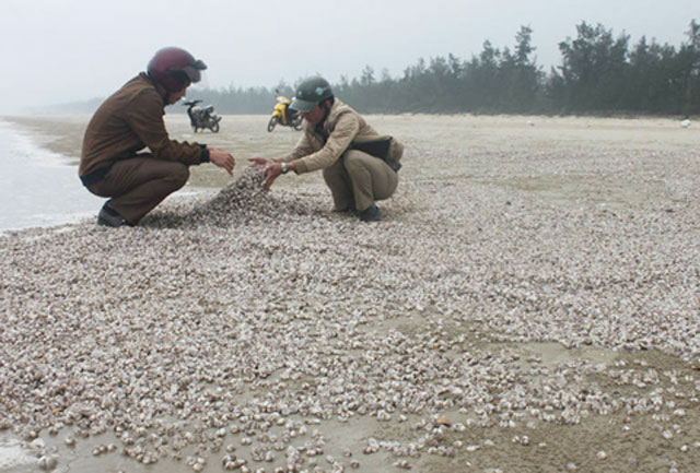 Hàng trăm tấn ngao chết tại Hà Tĩnh: Không phải do xả trộm chất thải độc hại ra biển