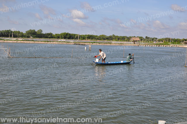Hội Nghề cá Sóc Trăng: Giúp hội viên phát triển sản xuất