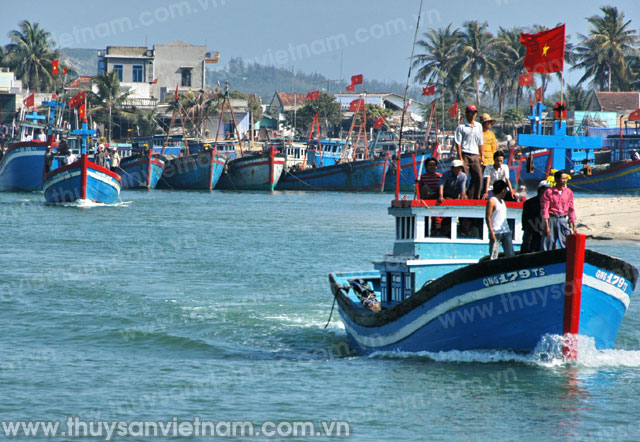 Ngư dân Lý Sơn trúng tiền tỷ khai thác từ Hoàng Sa
