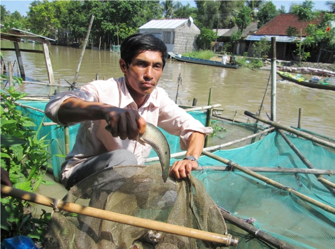 Cá lóc nuôi giảm giá