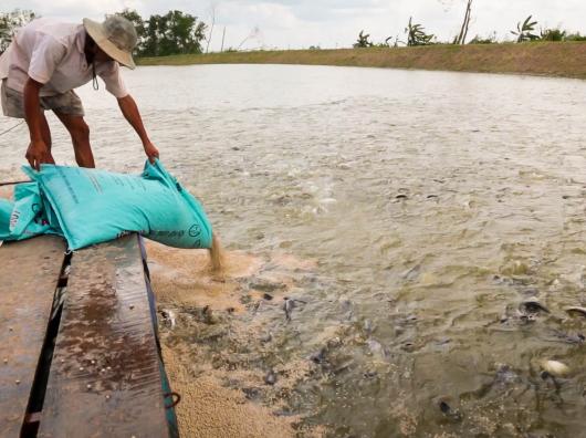 Cá rô phi Trung Quốc giảm sức cạnh tranh