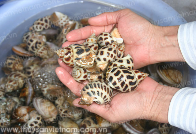 Khánh Hòa: Ốc hương tăng giá mạnh