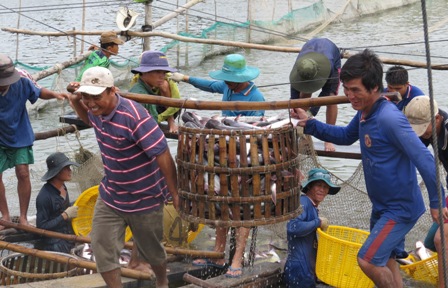 Khơi thông dòng vốn tín dụng cho ngành cá tra
