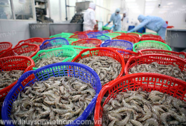 Sản phẩm tôm xuất khẩu: Cần đảm bảo vệ sinh