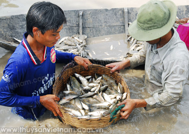 Cà Mau: Phát triển nguồn lợi cá đồng