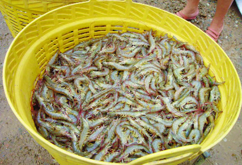 Indonesia: Sản xuất tôm thẻ lớn thứ hai thế giới