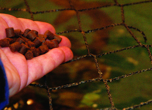 Mỹ: Chế biến thức ăn chăn nuôi thay thế bột cá, dầu cá