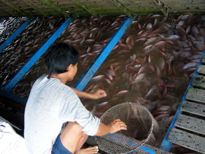 Tiền Giang: Giá cá điêu hồng giảm nhẹ do nhu cầu tiêu thụ giảm