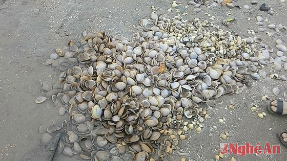 Quỳnh Lưu (Nghệ An): Ngao chết hàng loạt, thiệt hại trên 24 tỷ đồng