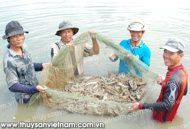 Khả quan vụ tôm nước lợ 2014