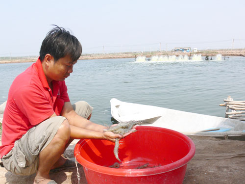 Bến Tre: Hạn chế thả giống tôm biển do dịch bệnh đốm trắng đang phát triển trên diện rộng