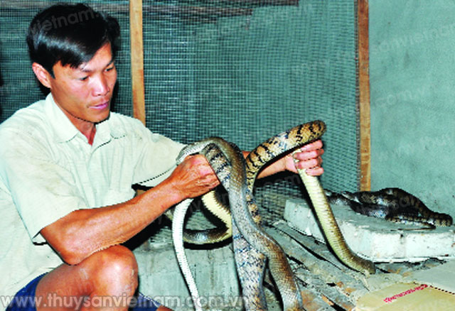 Cà Mau: Triệu phú đa canh Đinh Văn Tây