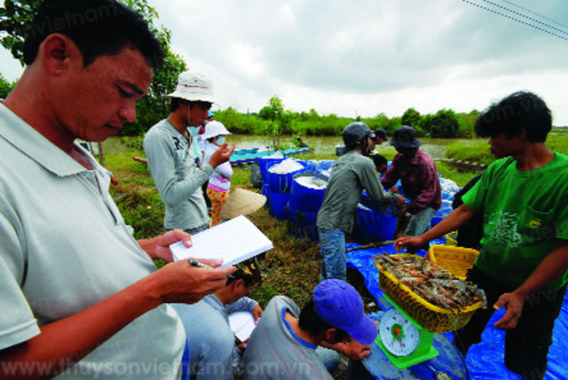 Giá tôm nước lợ: Kịch bản nào cho 2015?