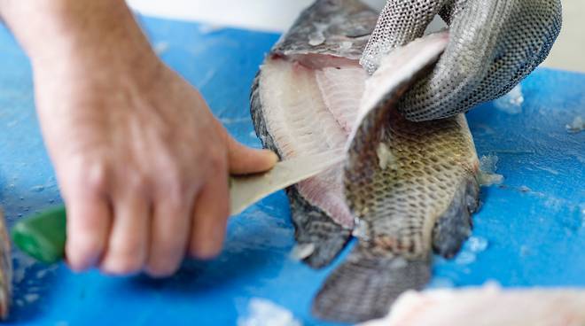 Mỹ: Thị trường tiêu thụ cá rô phi tiềm năng nhất