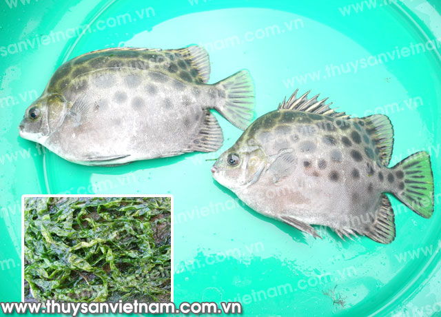 Hiệu quả từ sử dụng rong bún cho cá nâu