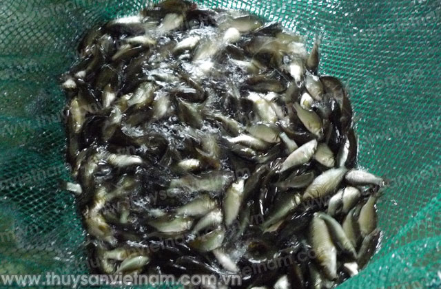 Bắc Kạn: Huyện Chợ Mới 168 ha diện tích nuôi thủy sản