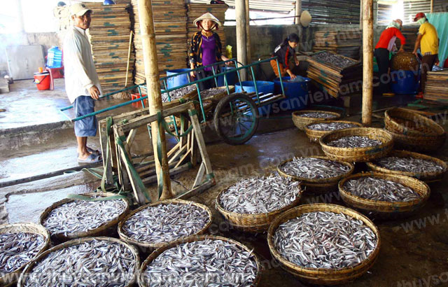 Bình Định: Trúng mùa cá cơm săn