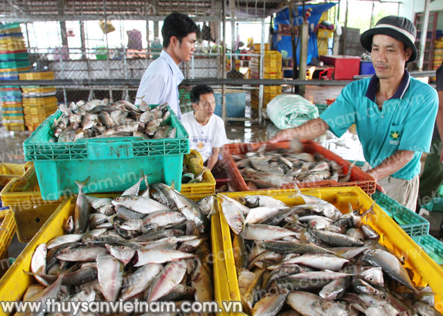 Kiên Giang: 11 tháng, tổng sản lượng thủy sản tăng 10,46%