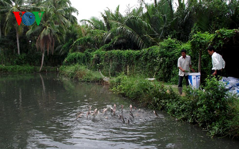 Nghề nuôi cá bống tượng tại Cà Mau trước nguy cơ mai một