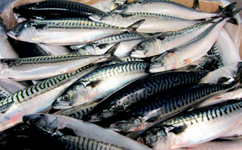 Na Uy: Xuất khẩu cá thu mackerel tăng trưởng ổn định