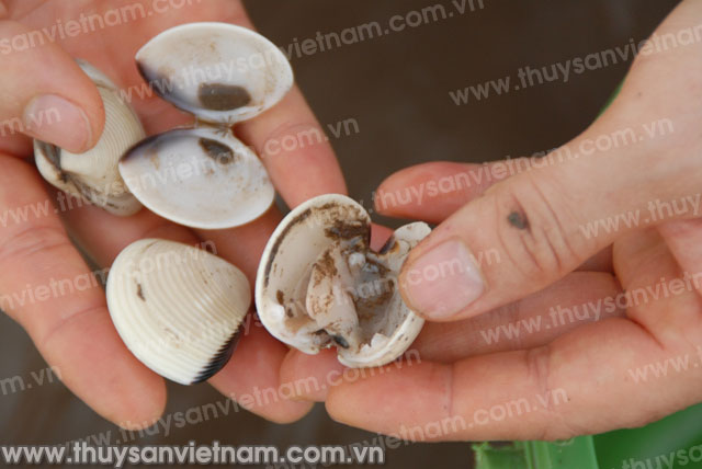 Thái Bình: Người nuôi ngao khao khát thả nuôi vụ mới
