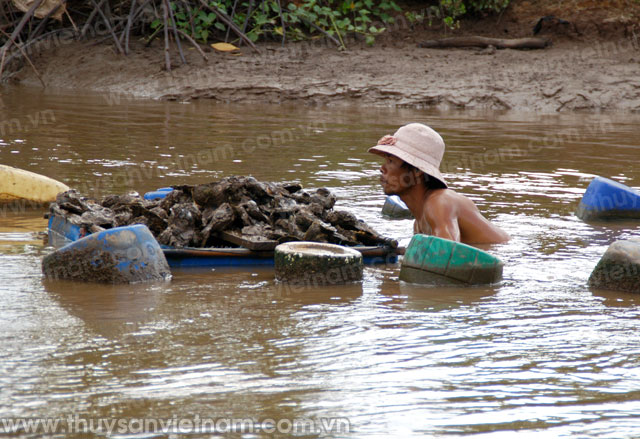 Sóc Trăng: Nuôi hàu thương phẩm trong ao đất và vùng cửa sông