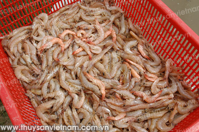 Bạc Liêu: Gần 2.100 ha tôm thiệt hại