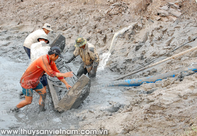 Cà Mau: Dịch bệnh tôm tăng nhanh