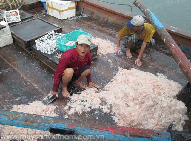 Bình Định: Ngư dân Quy Nhơn trúng đậm ruốc