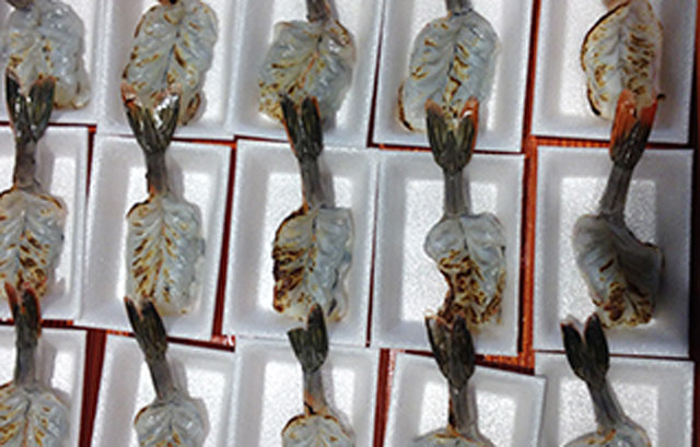 Ấn Độ: Tôm he, tôm thẻ hấp dẫn thị trường Nhật Bản