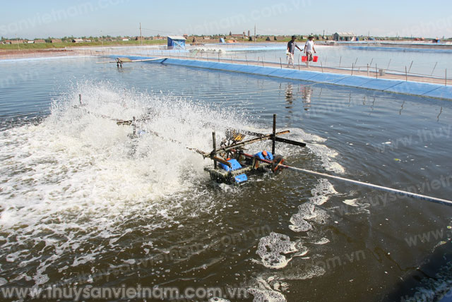 Hội Nghề cá Thái Bình: Triển khai tích cực các hoạt động trong quý I