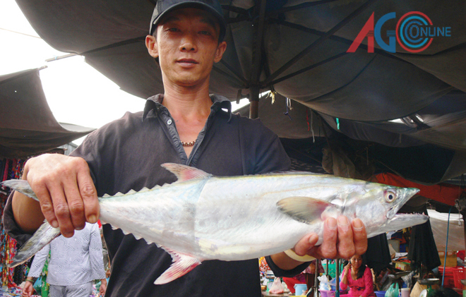 An Giang: “Săn” cá thu nước ngọt