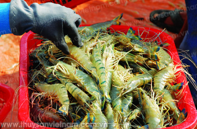 Dân nghèo, nuôi tôm đắt nhưng bán rẻ?