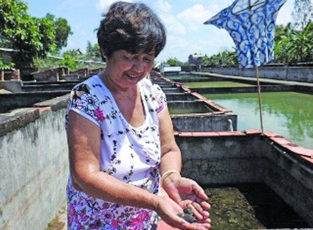 Làm giàu nhờ ba ba, cua đinh
