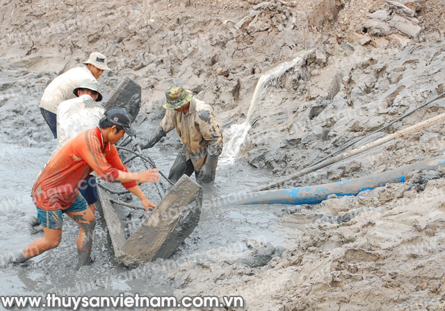 Đồng bộ trong phòng chống dịch bệnh tôm nuôi