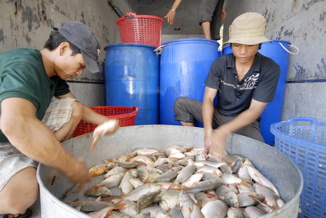 Cá đồng xuất khẩu mạnh sang Campuchia