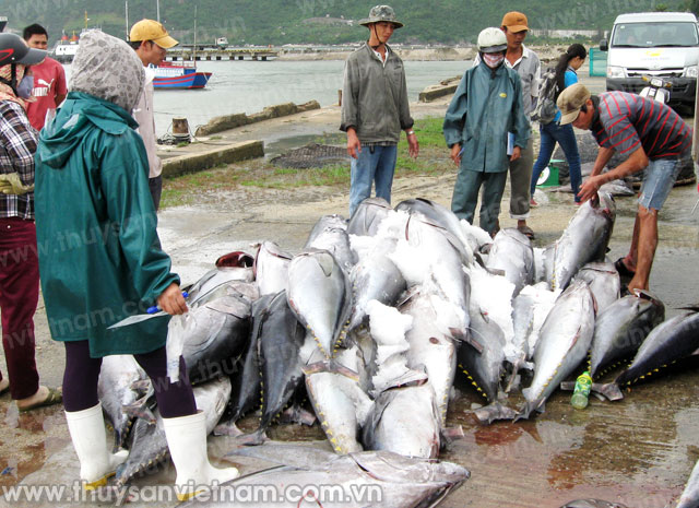 Phú Yên: Giá cá ngừ giảm mạnh