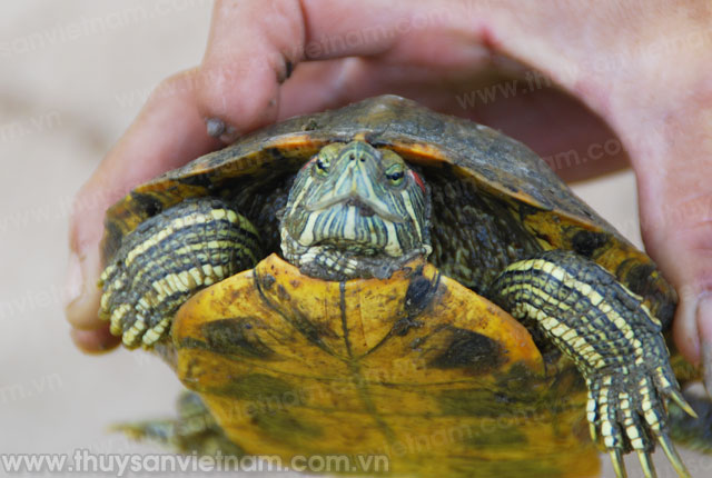 Không để “thủy sản sống nhập khẩu làm thực phẩm” thất thoát ra môi trường