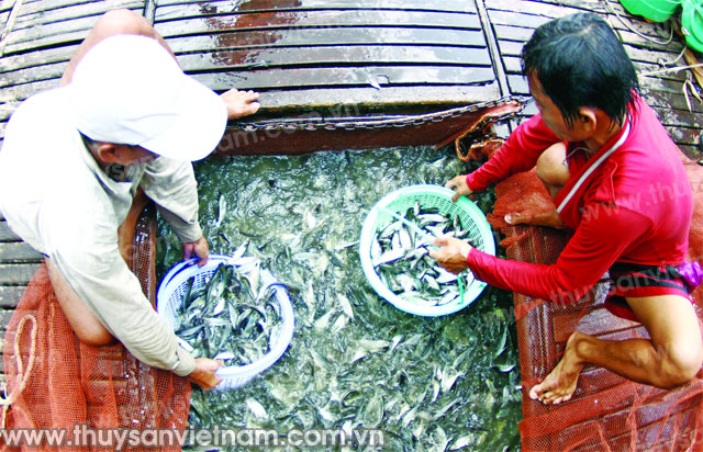 Khan cá tra giống