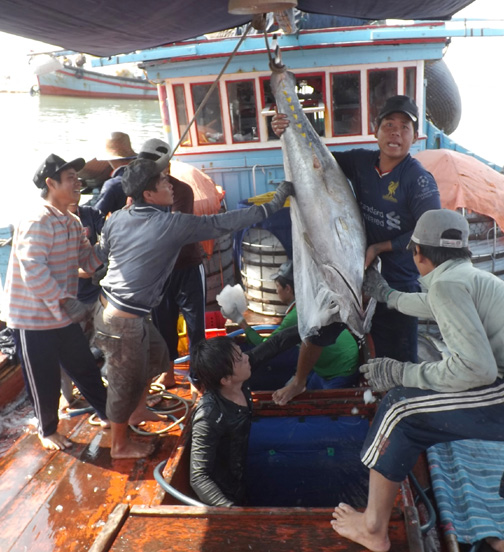 Phú Yên: Tàu đầy ắp cá, ngư dân phấn khởi